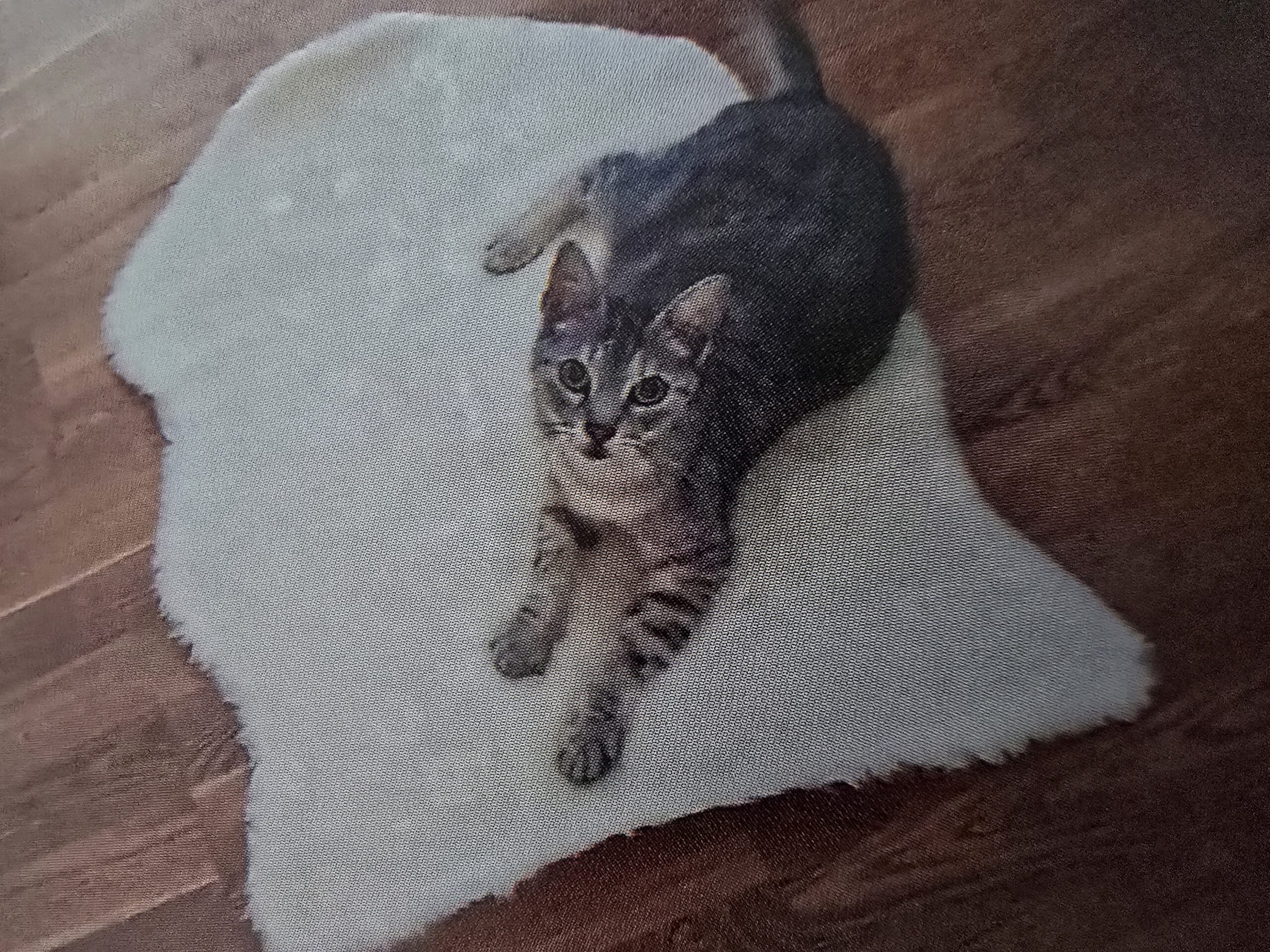 CatLife